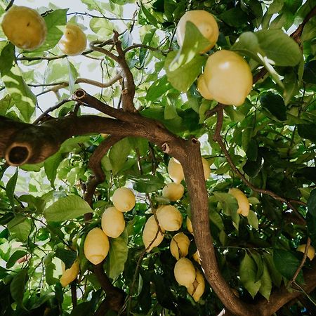 Il Giardino Dei Limoni Apartment Polvica Bagian luar foto